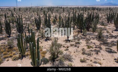 Luftaufnahme der Kaktus Vegetation und ariden Gebieten in der Wüste rund um San Nicolás, Sonora Mexico. (Fotos: LuisGutierrez/NortePhoto.com) Vista aérea de la vegetación áridas Áreas de Cactus y en el Desierto de los alrededores de San Nicolás, Sonora México. (Fotos: LuisGutierrez/NortePhoto.com) Stockfoto