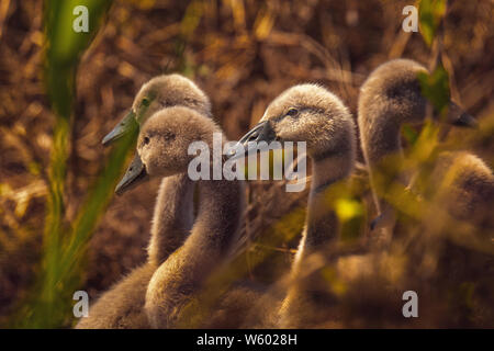 Baby Schwäne, Cygnus olor, im Donaudelta, Rumänien Stockfoto