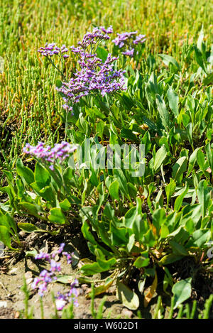 Strandflieder (Limonium Vulgare) wächst mit queller (salicornia europaeaon der Küste im Chichester Harbour, West Wittering, West Sussex, England, Großbritannien Stockfoto