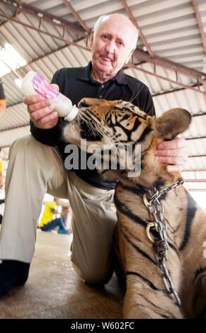 Touristische füttern die Tiger in Buddhistischen und Touristische mit Tigern am Tiger Tempel in Kanchanaburi, Nordthailand interagieren, Stockfoto