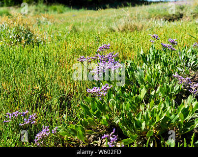 Strandflieder (Limonium Vulgare) wächst mit queller (salicornia europaeaon der Küste im Chichester Harbour, West Wittering, West Sussex, England, Großbritannien Stockfoto