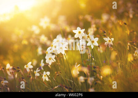 Narzissen goldenen Stunde Nahaufnahme Stockfoto