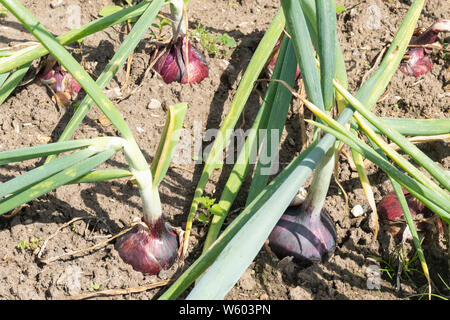 Red Karmen Zwiebel Vielfalt in einem Gemüsegarten im Sommer wächst, Großbritannien Stockfoto