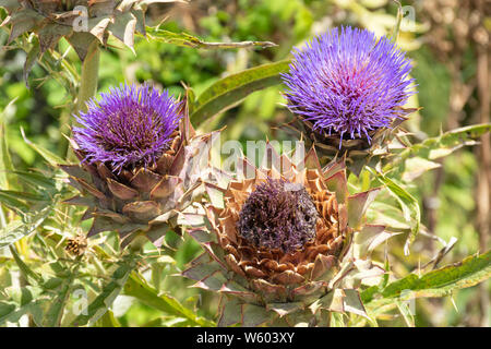 Cardoon (Cynara Cardunculus) bezeichnet auch die Artischocke Thistle oder Artischocke, close-up Der lila Blüten, Großbritannien Stockfoto