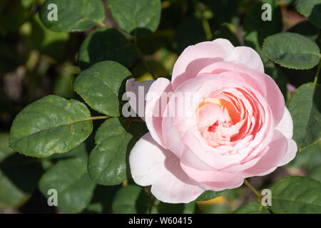 Die Königin von Schweden verschiedene Englische Rose (Rosa austiger) von David Austin - close-up von pale pink flower gezüchtet. Stockfoto