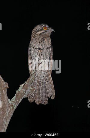 Northern Potoo (Nyctibus Jamaicensis) Erwachsenen auf dem toten Baumstumpf Marshall's Pen, Jamaika Dezember gehockt Stockfoto