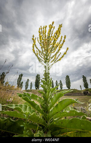 Nahaufnahme eines ungarischen Königskerze (molène speciosum, Scrophulariaceae) im Sommer, Dramatischer Himmel Stockfoto