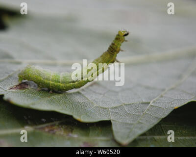 Nahaufnahme von Caterpillar silber-Y auf Blatt, Autographa gamma Stockfoto