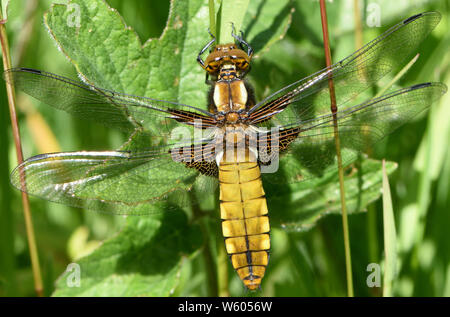 Eine weibliche Libelle breit-bodied Chaser (Libellula Depressa). Bedgebury Wald, Hawkhurst. Kent. VEREINIGTES KÖNIGREICH. Stockfoto
