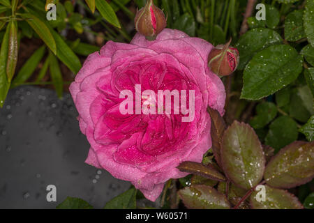 Strauch Englische Rose Gertrude Jekyll" von David Austin gezüchtet Stockfoto