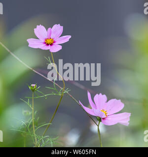 Detailansicht der Blumen in einem Garten Kosmos (Cosmea bipinnata) Stockfoto