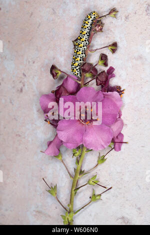 Shargacucullia verbasci - königskerze Motte caterpillar Essen eine molène Blume Stockfoto