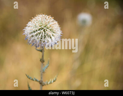 Echinops Blume auf einer unscharfen Hintergrund mit freiem Speicherplatz. Stockfoto