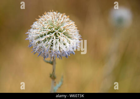 Echinops Blume auf einer unscharfen Hintergrund mit freiem Speicherplatz. Stockfoto