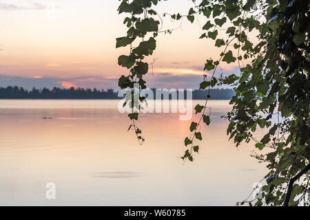 Sonnenaufgang Blick über den See mit Reben von den Bäumen in Florida hängen Stockfoto