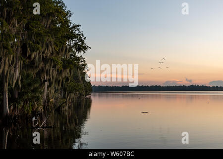 Sonnenaufgang Blick über den See mit bemoosten Bäume und Vögel in Florida Stockfoto