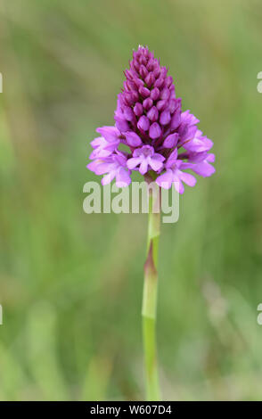 Rosafarbene Blütenköpfe einer pyramidenförmigen Orchidee (Anacamptis pyramidalis), die auf rauer Weide wächst. Rye Harbour Nature Reserve. Rye, Sussex, Großbritannien Stockfoto