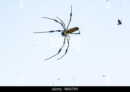 Große - Golden Orb-weaver Spider kann 3 cm in der Länge. Stockfoto