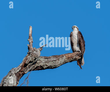 Osprey thront auf einem toten Zweig an einem sonnigen Tag Stockfoto