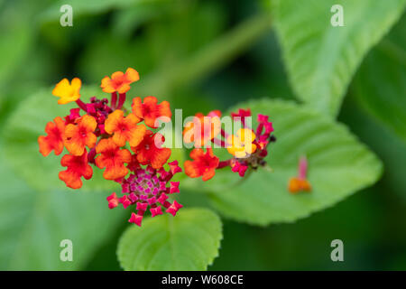 Kleinen bunten Blumen gebündelt (Latana Camara) Stockfoto