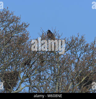 Rooks (Corvus frugilegus) sitzen an einem sonnigen frühen Frühlingmorgen auf den Spitzen von Baumeichen in der Nähe ihrer Nester. Stone-in-Oxney, Kent, Großbritannien. Stockfoto