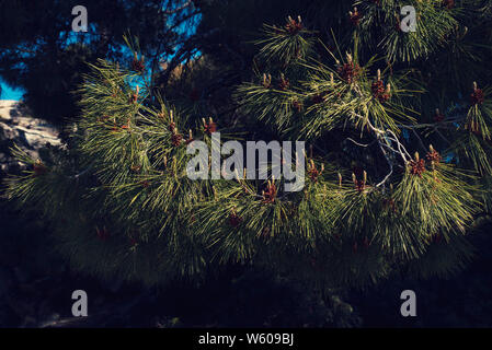 Detail der Blätter und Zweige von Pinus halepensis Aleppo in Griechenland Beach Chalkidiki mediterrane Klima selektiven Fokus Kiefer Stockfoto