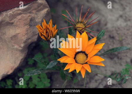 Schöne orange African Daisy im Topf im Freien in Griechenland keine Menschen selektiven Fokus Stockfoto