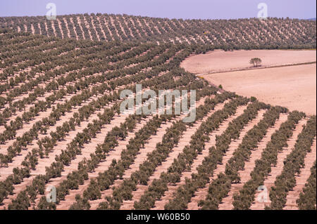 Europa, auf der Iberischen Halbinsel, Spanien, Andalusien, Olivenhain Stockfoto