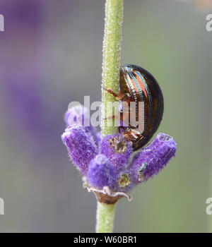 Ein glänzendes Braun und Blau gestreiften Rosmarin Käfer (Chrysolina Americana) auf einem Lavendel (Lavandula angustifolia) Pflanze, einer ihrer Nahrungspflanzen. Diese beetl Stockfoto