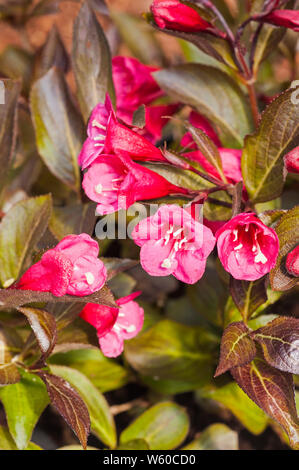 Weigela florida Wein und Rosen Alexandra eine sommergrüne Strauch mit Blumen gegen den Hintergrund der bronzefarbene Blätter einstellen Stockfoto