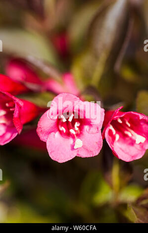 Weigela florida Wein und Rosen Alexandra eine sommergrüne Strauch mit Blumen gegen den Hintergrund der bronzefarbene Blätter einstellen Stockfoto