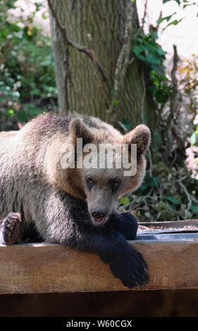 Neuer Bär Lebensraum an der Bristol Zoo wilden Ort, Bristol, UK. Eine junge Braune oder Grizzlybären (Ursus arctos arctos) ist abgebildet. Stockfoto