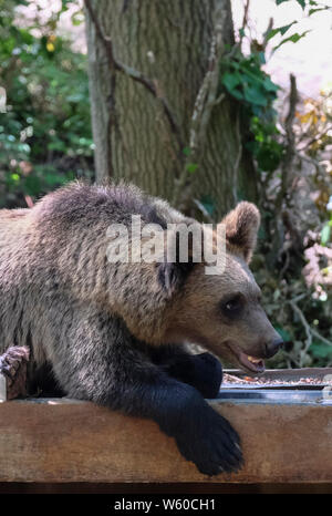 Neuer Bär Lebensraum an der Bristol Zoo wilden Ort, Bristol, UK. Eine junge Braune oder Grizzlybären (Ursus arctos arctos) ist abgebildet. Stockfoto