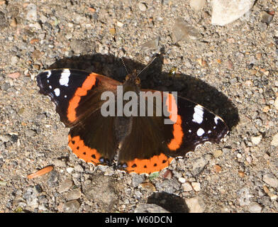 Ein roter Schmetterling Admiral (Vanessa atalanta) ruht mit offenen Flügeln auf dem Boden in einem Waldweg. Bedgebury Wald, Kent, Großbritannien. Stockfoto