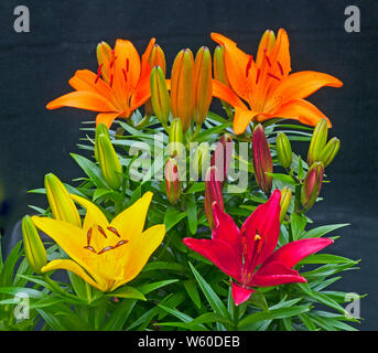 Gruppe von Rot, Gelb und Orange asiatische Lilien vor einem schwarzen Hintergrund A1 a) sub-division Lilie mit nach oben zeigender Blumen Stockfoto