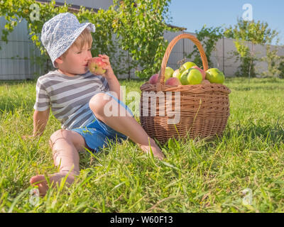 Frisch saftig grüne Äpfel aus dem eigenen Garten Farm der Familie. Junge sitzt auf grünem Gras mit Korb voller Äpfel. Kid tastying saftigen Apfel unter Stockfoto