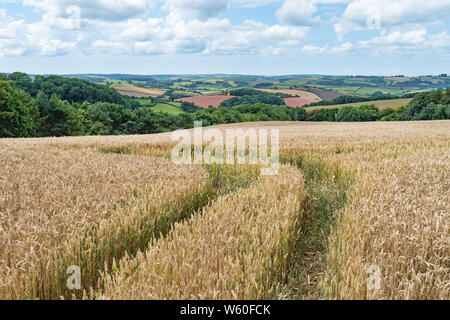 Titel aus, die durch einen goldenen Maisfeld mit Blick auf die bunten Felder in der Devonshire Landschaft an einem hellen Sommertag. Stockfoto