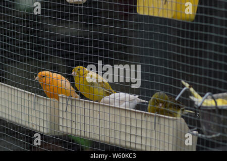 Vier Vögel essen im Käfig Stockfoto