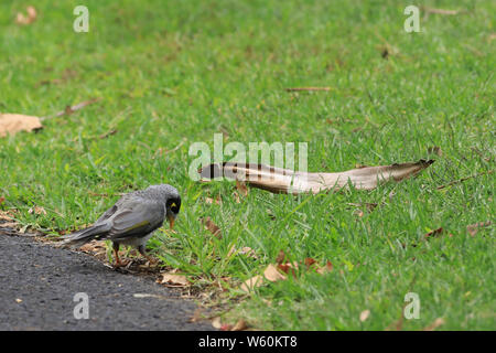 Laut Bergmann, Manorina melanocephala, auf Gras Stockfoto