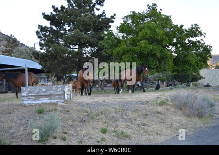 Später Frühling in Nevada: Herde Mustangs Wandern durch Virginia City Stockfoto