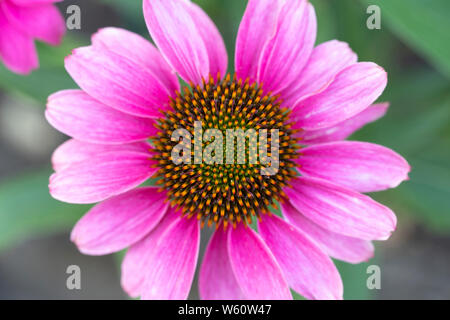 PowWow Wild Berry (Echinacea purpurea Blüte in einem Garten in Niederösterreich Stockfoto