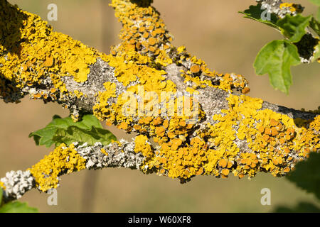 Eine Nahaufnahme Makroaufnahme von Xanthoria parietina (auch als gemeinsame orange Flechten bekannt, gelb Maßstab, maritime sunburst Flechten und Moos) Stockfoto