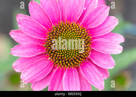 PowWow Wild Berry (Echinacea purpurea Blüte in einem Garten in Niederösterreich Stockfoto