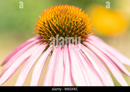 Ein blasser Sonnenhut, Botanischer Name: Echinacea angustifolia, blühende in Niederösterreich im Juli Stockfoto