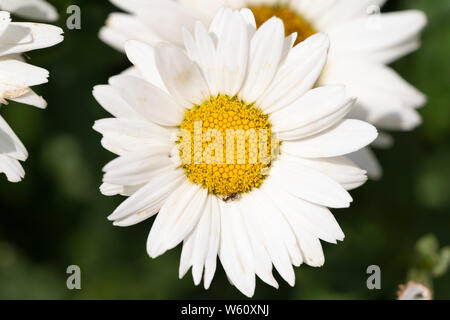 Becky Shasta Gänseblümchen (bekannt als Leucanthemum x 'Lilac, Chrysantheme x 'Lilac oder Chrysanthemum maximum), blühende in Niederösterreich Stockfoto