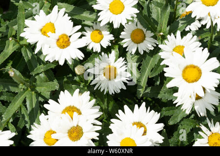 Becky Shasta Gänseblümchen (bekannt als Leucanthemum x 'Lilac, Chrysantheme x 'Lilac oder Chrysanthemum maximum), blühende in Niederösterreich Stockfoto