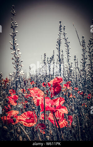 Mohnblumen WILD IN GLOUCESTERSHIRE Stockfoto