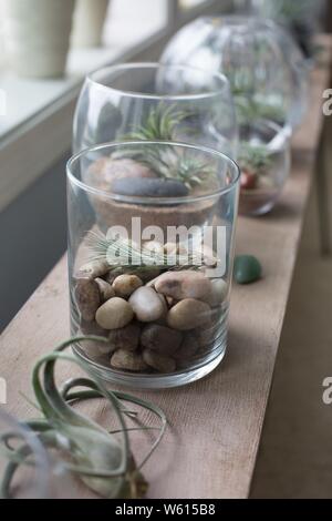 Tillandsia Luft pflanzen in Glasbehältern. Stockfoto