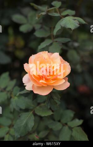 Rosa "About Face" Hybrid Tea Rose. Stockfoto