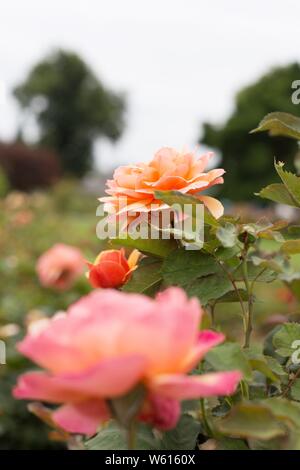 Rosa "About Face" Hybrid Tea Rose. Stockfoto